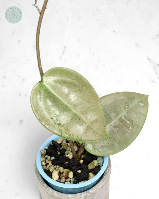 Hoya verticillata (silver heart)
