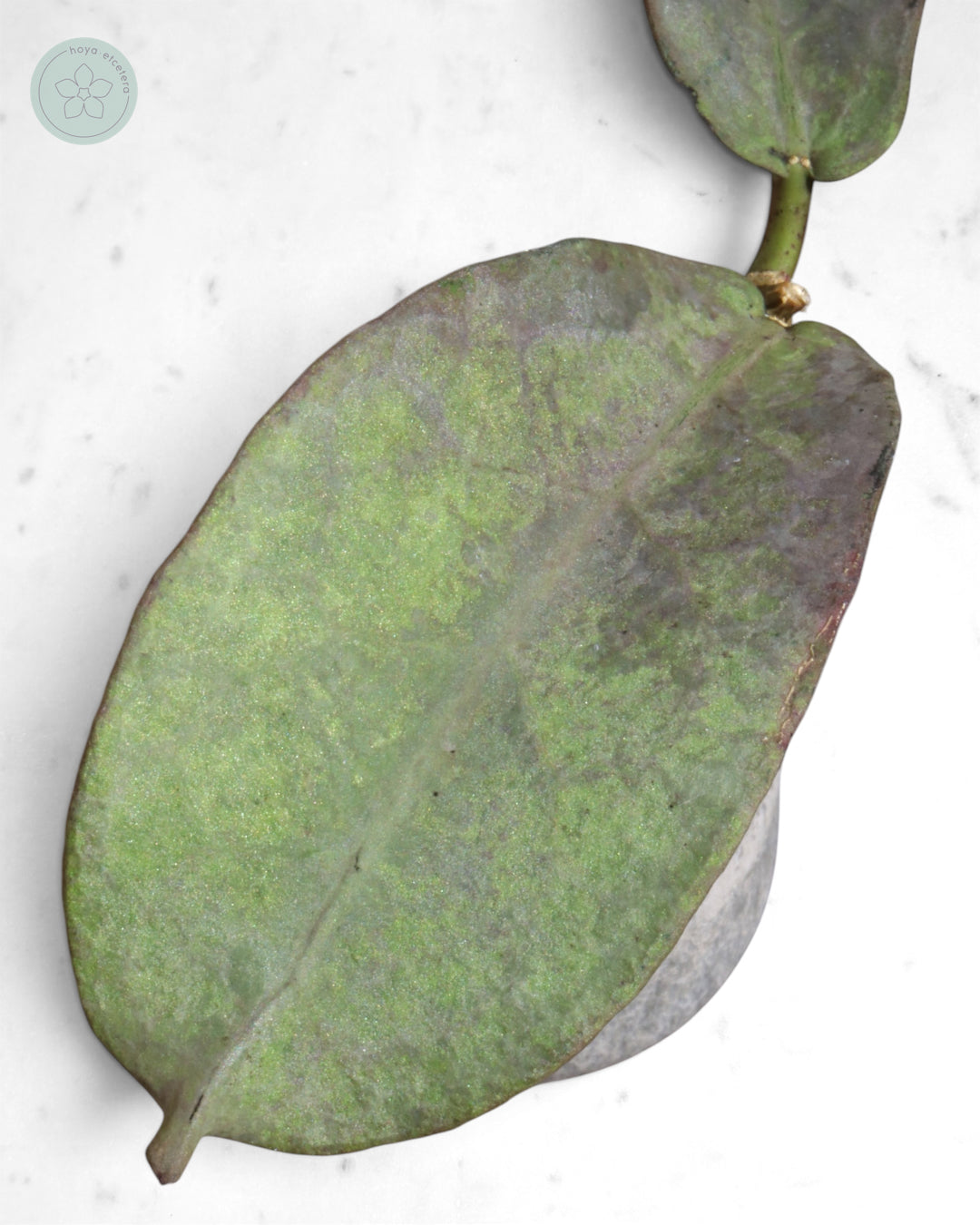 Hoya mitrata (Pearl Gold)