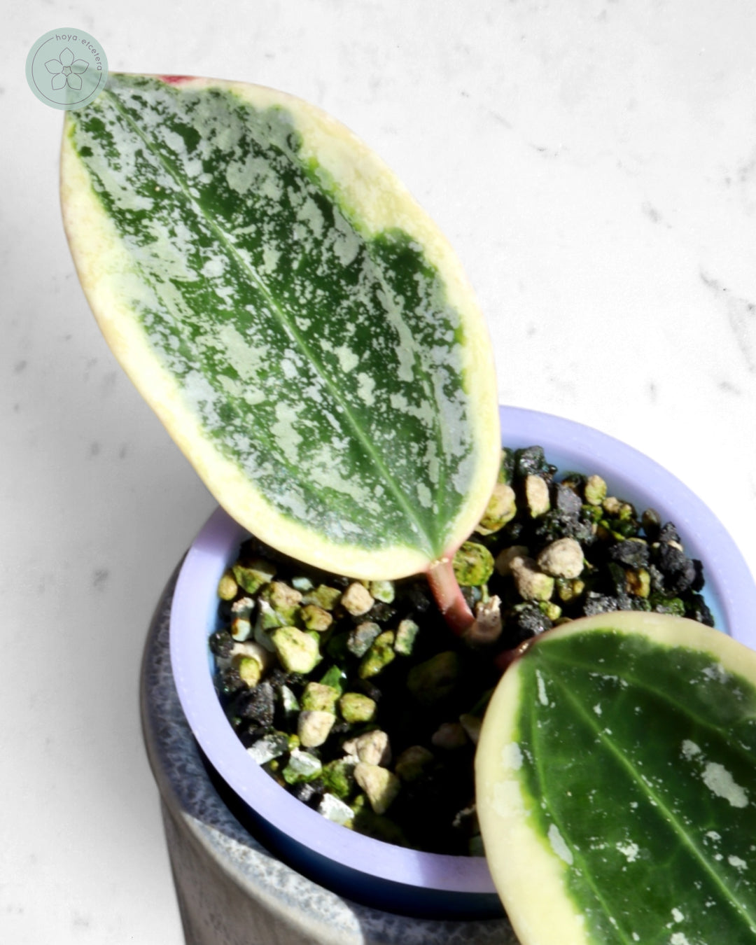 Hoya sp. Rangsan (albo splash)