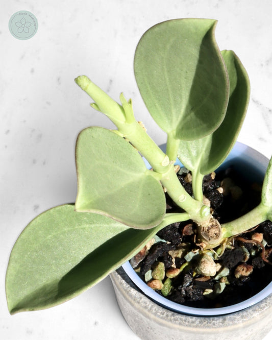Hoya subquintuplinervis (silver)