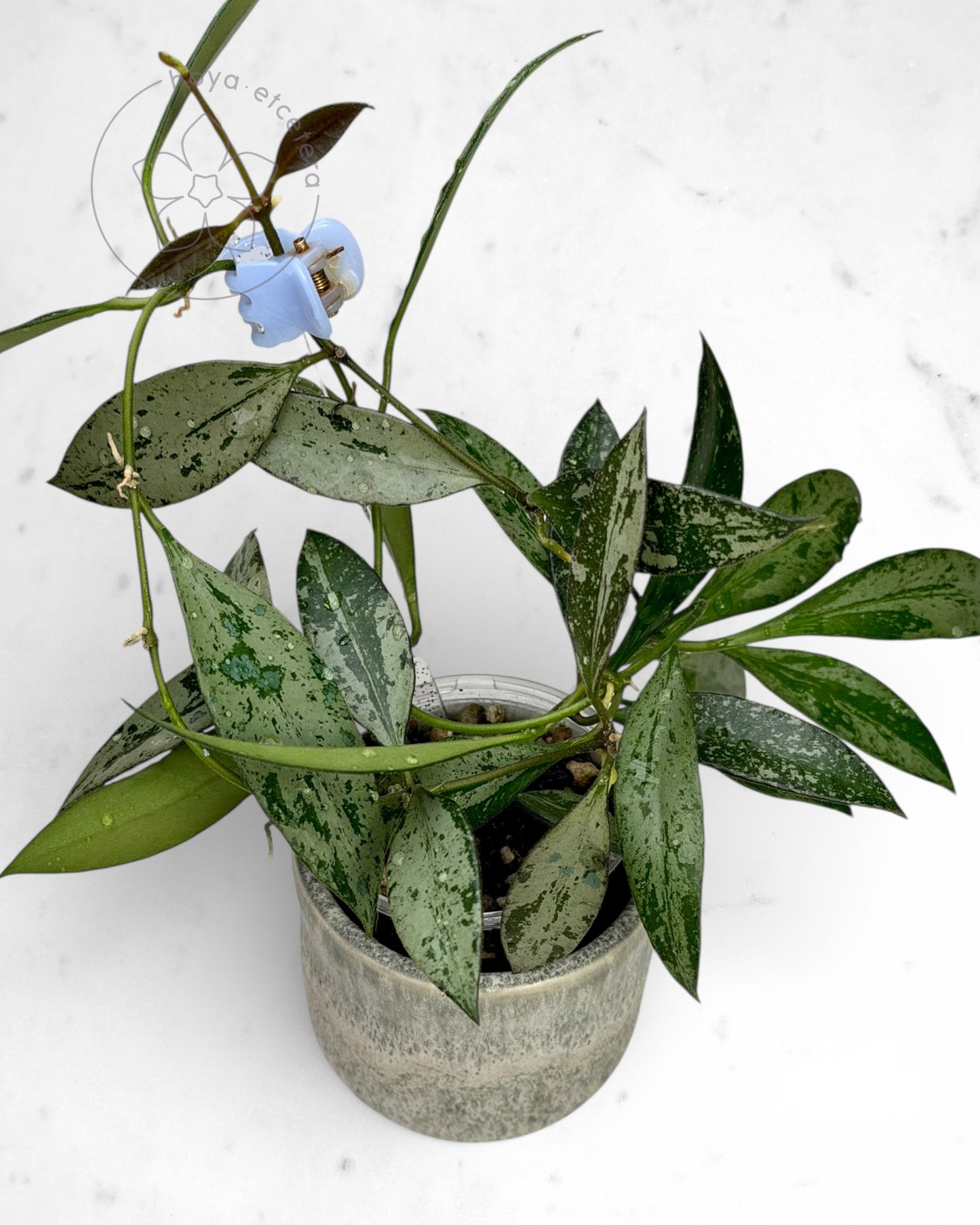 Hoya rosita (silver)