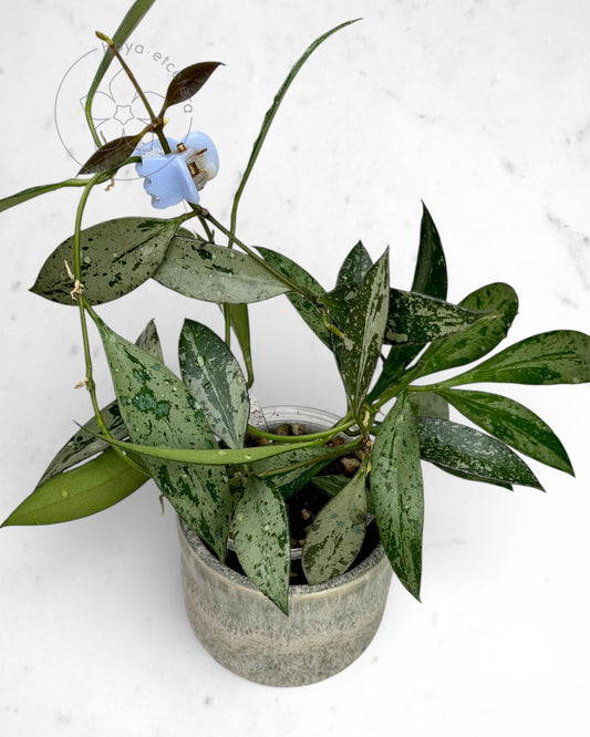 Hoya rosita (silver)