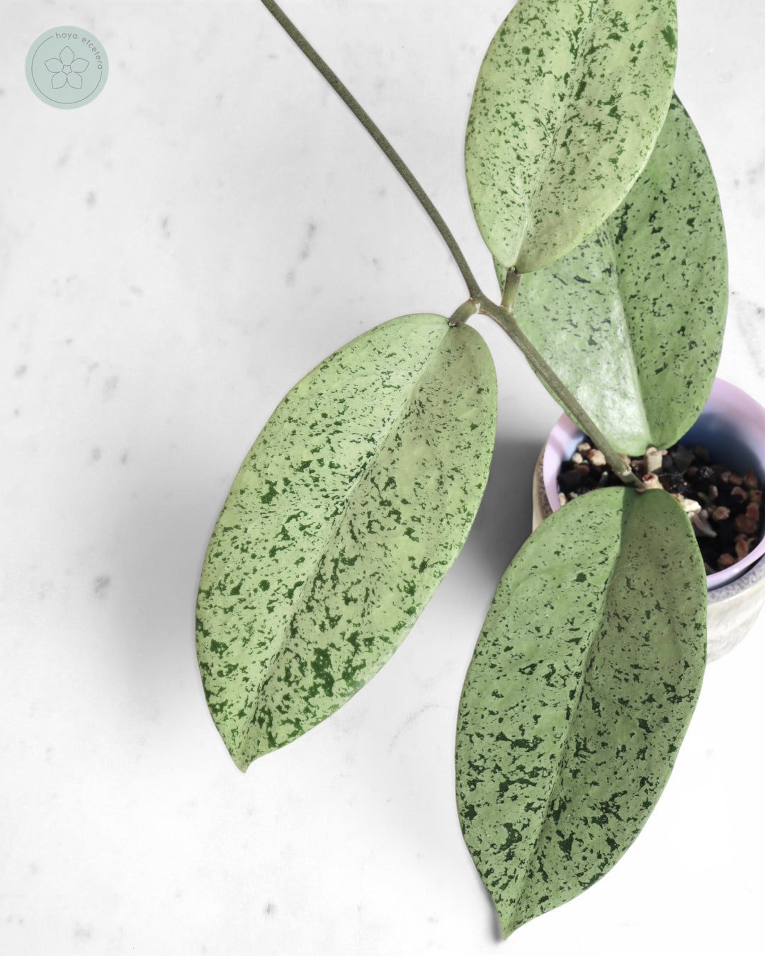 Hoya sp. Ponorogo (silver)