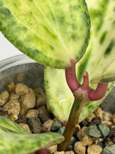 Load image into Gallery viewer, Hoya &#39;Crocodile&#39; 🦄
