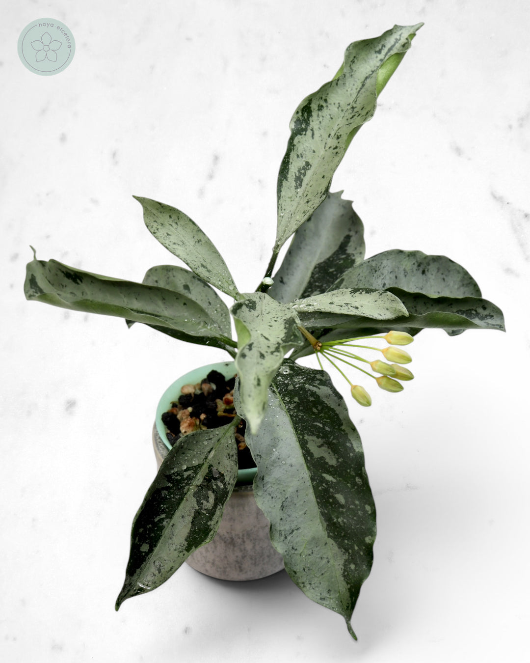Hoya occultata (silver)