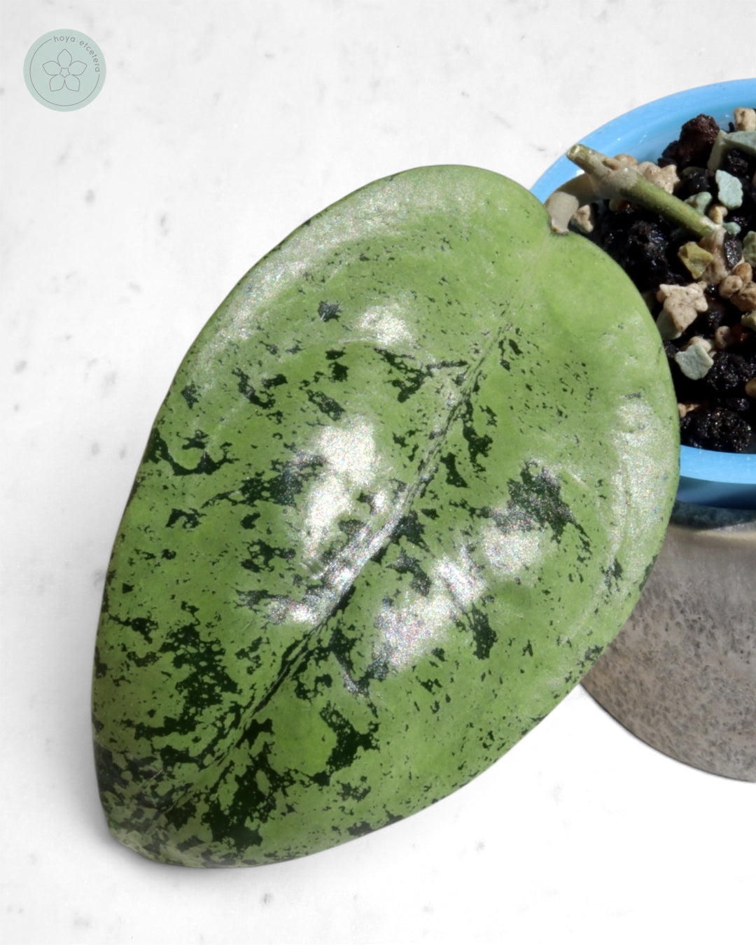 Hoya sp. Ponorogo (silver)