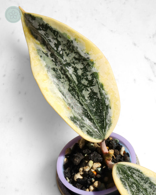 Hoya sp. Rangsan (albo splash)