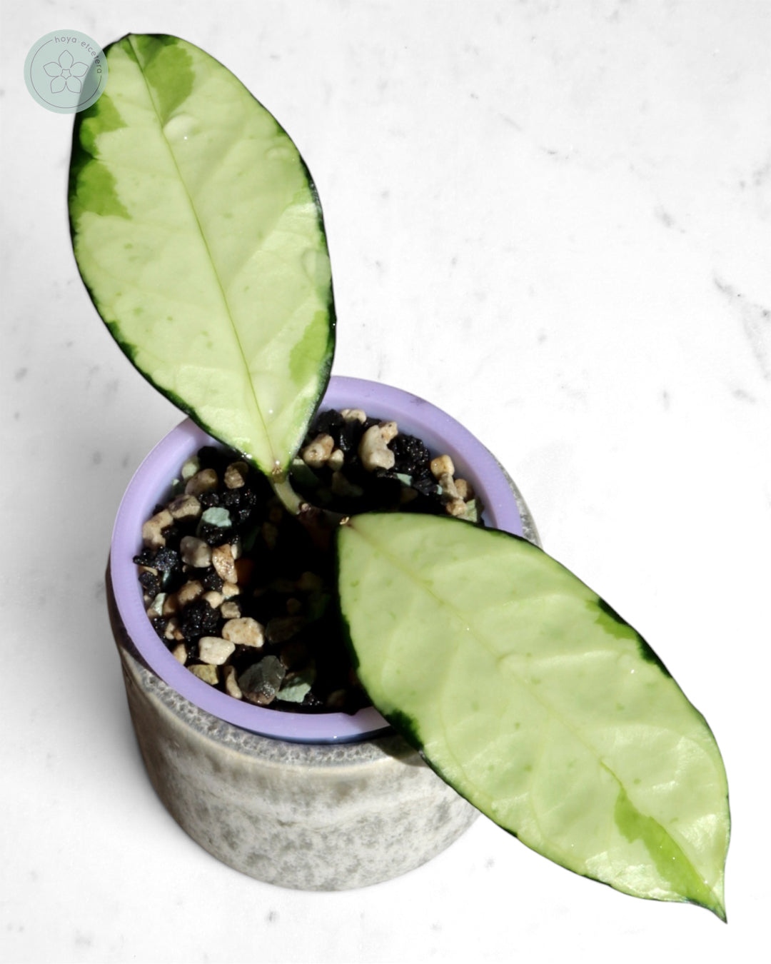 Hoya crassipetiolata (variegated)