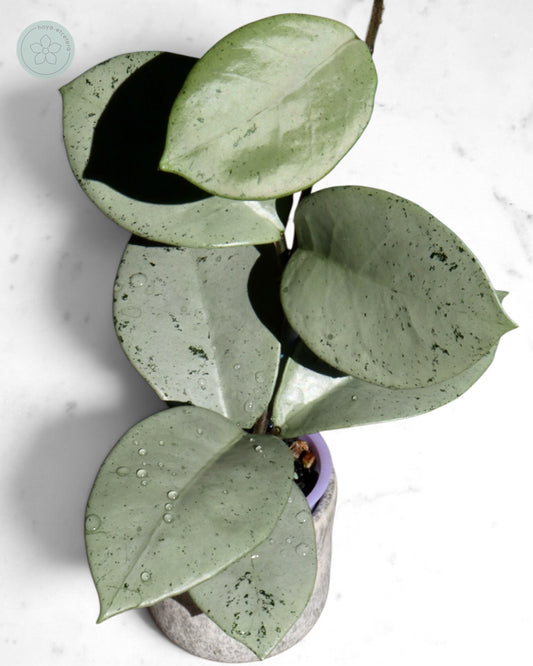 Hoya 'Stardust' (silver)