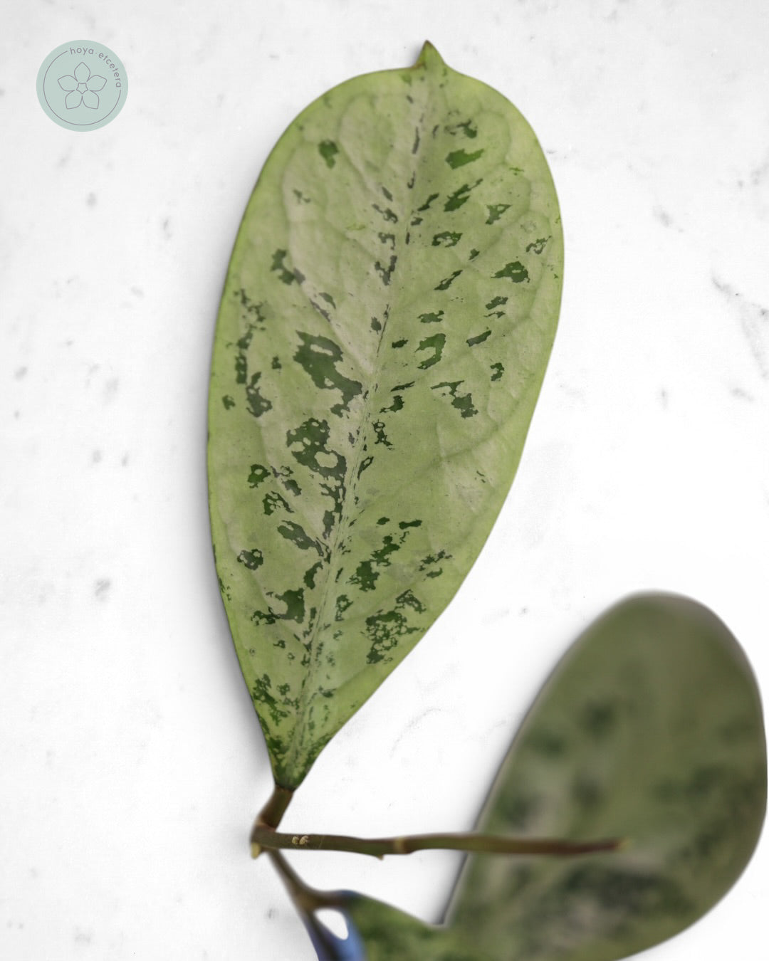 Hoya 'Lorelai'