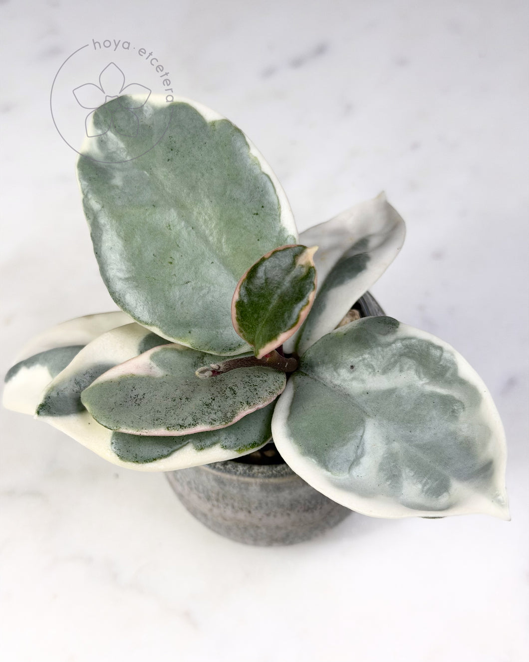 Hoya carnosa 'Argentea Picta' 🦄