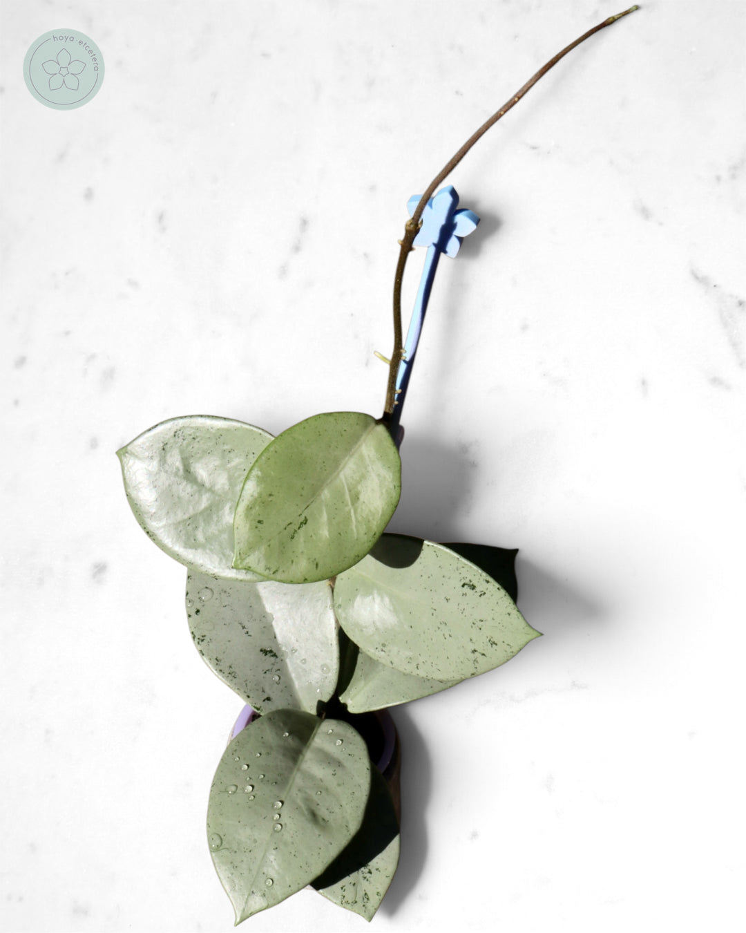 Hoya 'Stardust' (silver)
