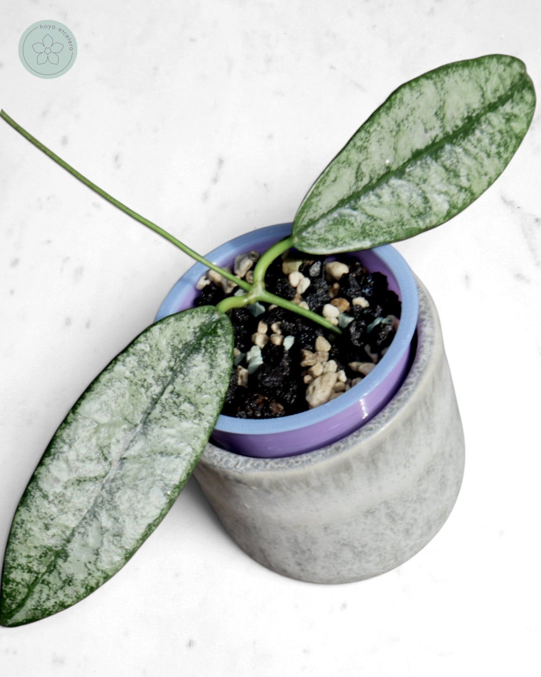 Hoya buntokensis 'Purnama'