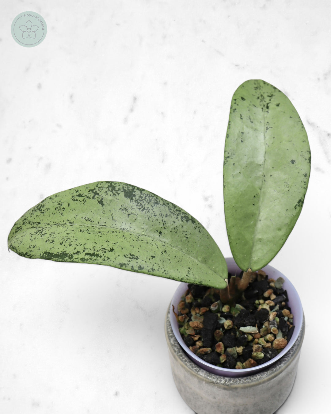 Hoya 'Emperor' (aff clemensiorum silver)