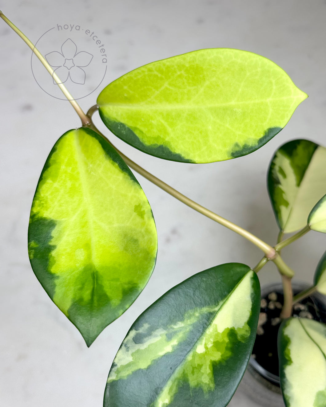 FREE DEWATA cutting on $500+ orders (code FREE500)