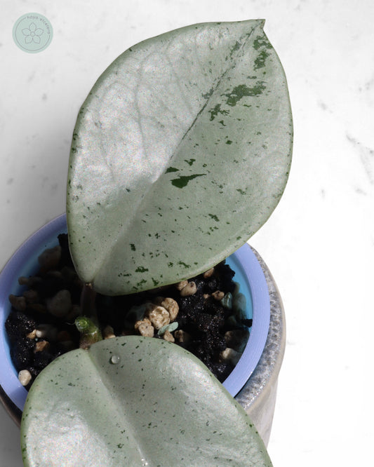 Hoya 'Stardust' (silver) 🌱 cutting