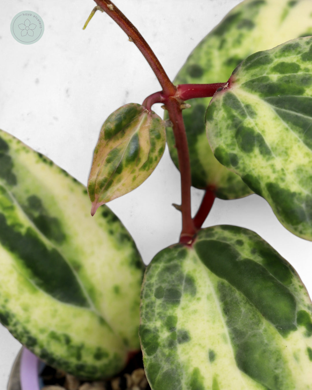 Hoya 'Swiffer’s Nightmare' 🌱 cutting