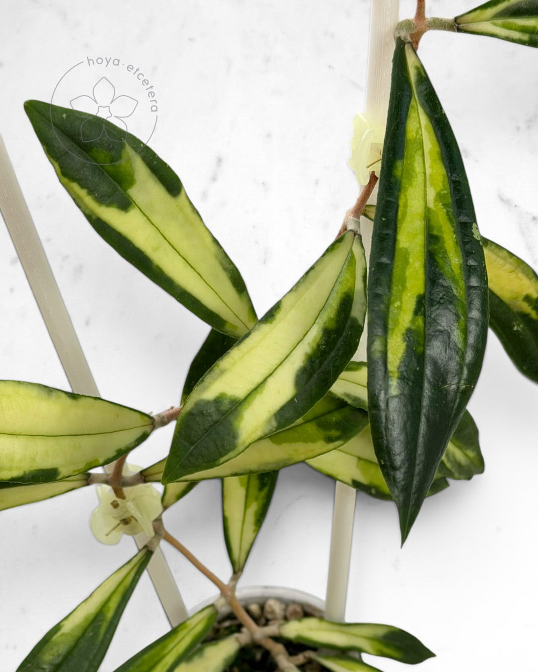 Hoya rigidifolia (variegated)
