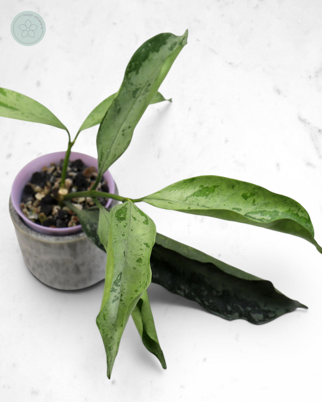 Hoya occultata (silver)