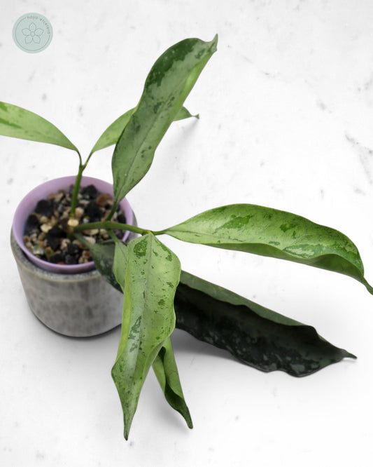 Hoya occultata (silver)