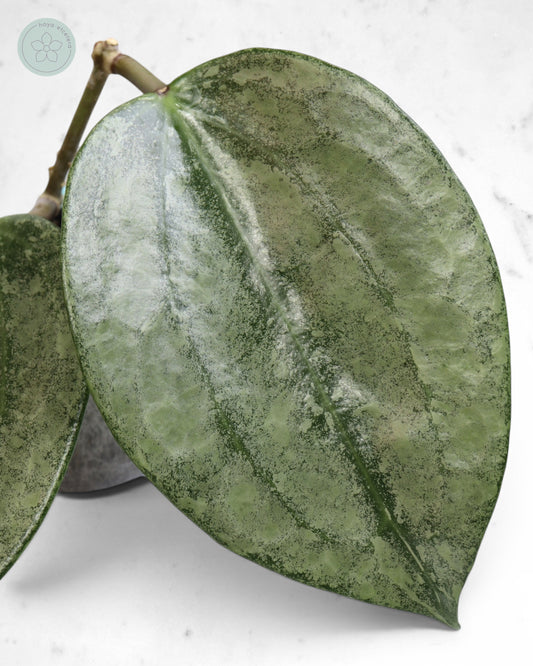 Hoya latifolia 'Rimba Perak' (silver)