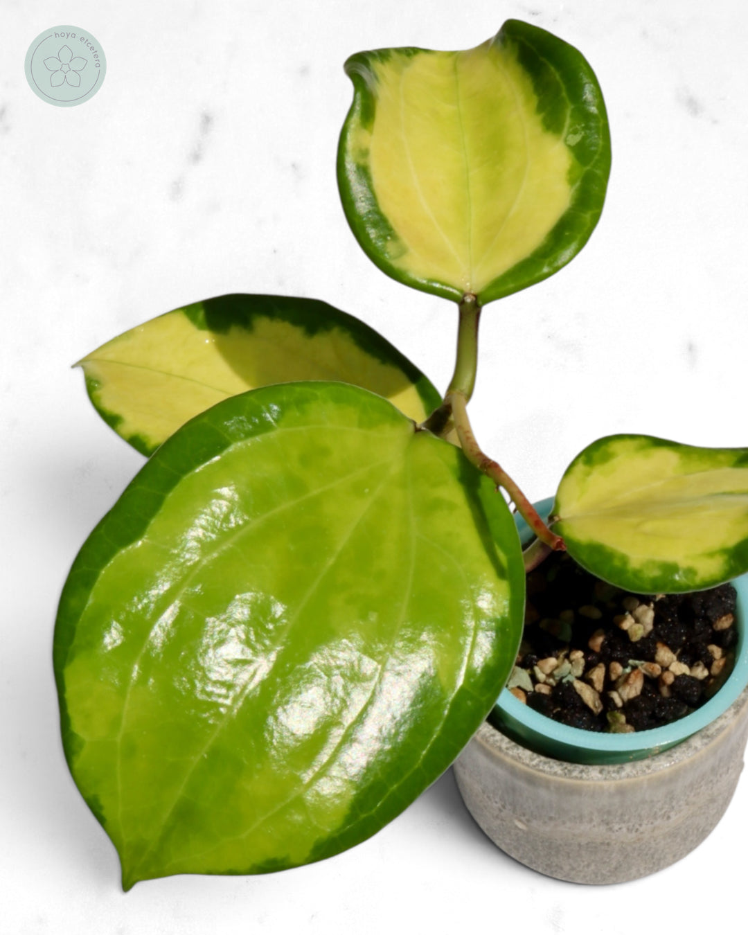 Hoya merrillii (variegated)
