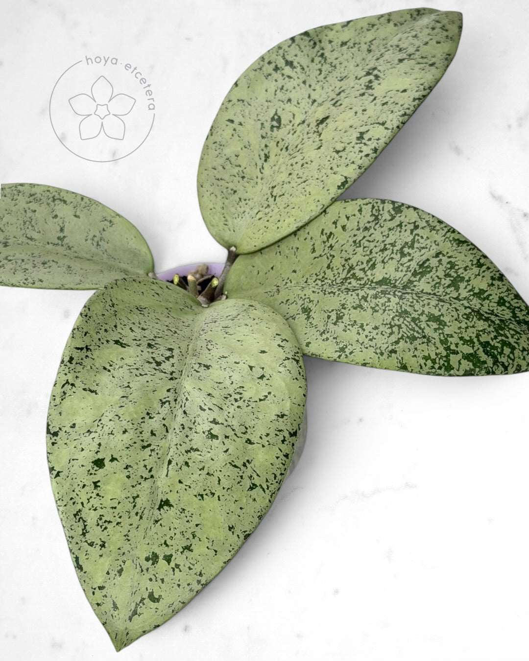 Hoya sp. Ponorogo (silver)