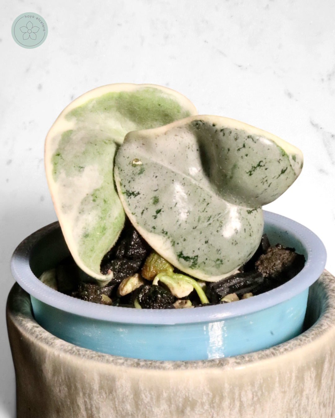Hoya compacta 'Oblak'