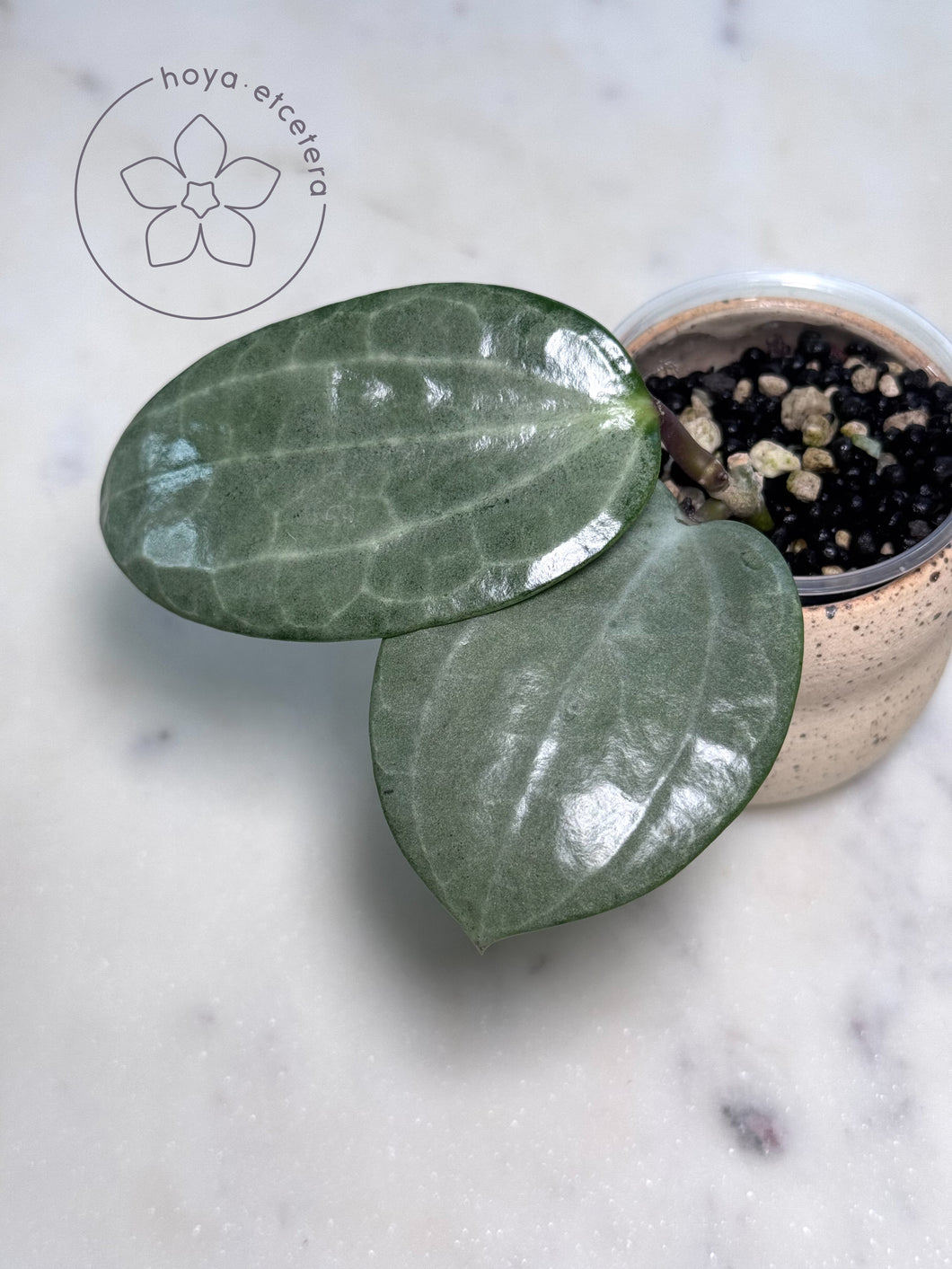 Hoya latifolia (silver)