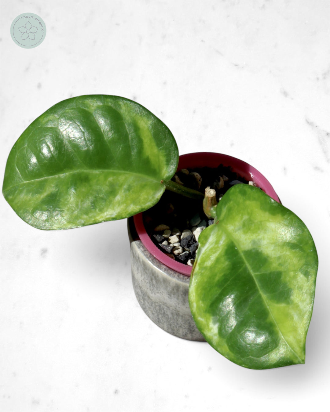 Hoya australis (peridot)