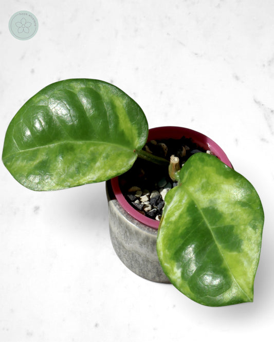 Hoya australis (peridot)