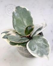 Charger l&#39;image dans la galerie, Hoya carnosa &#39;Argentea Picta&#39; 🦄
