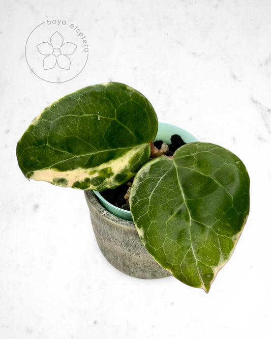 Hoya 'Candy'