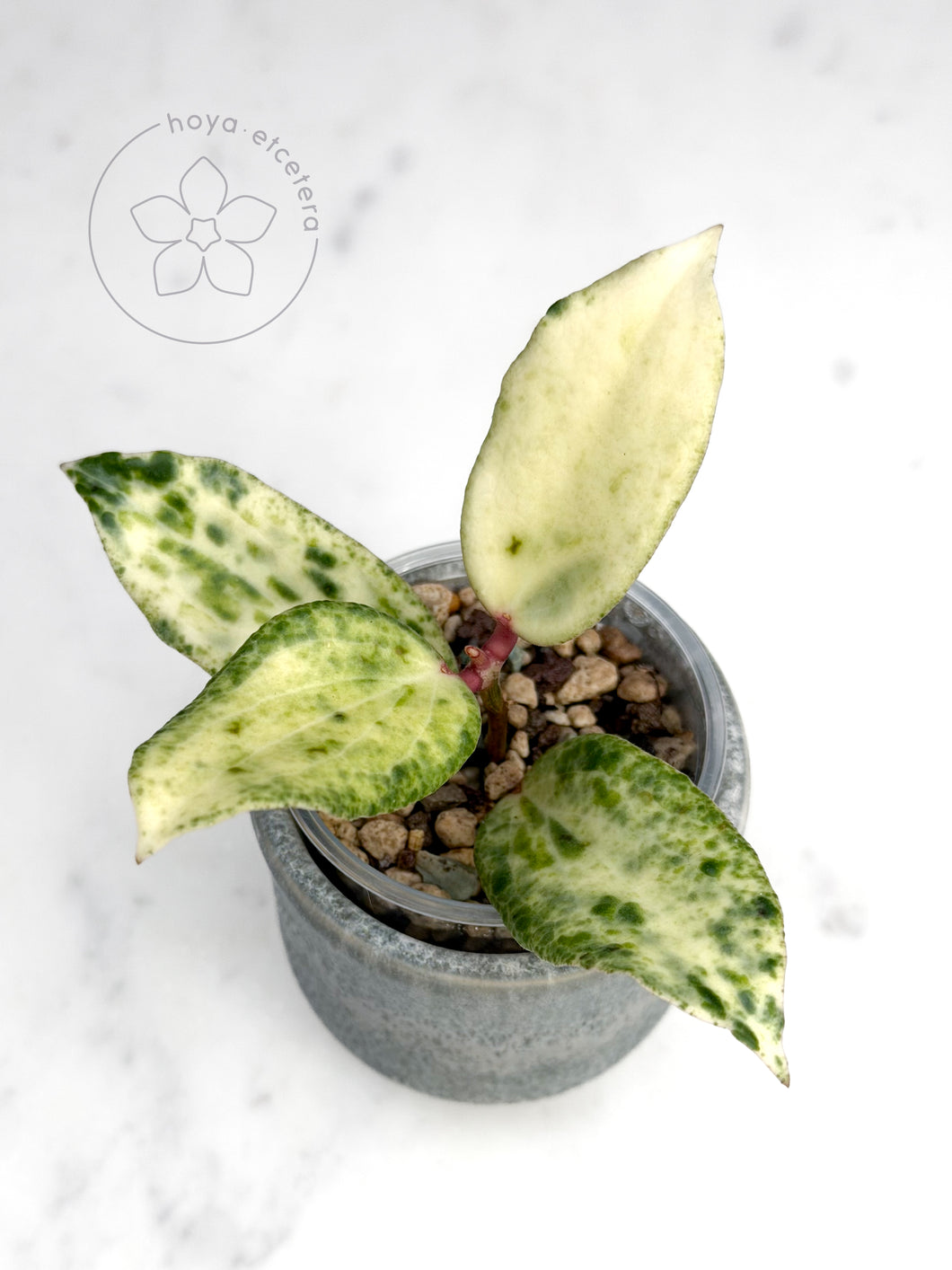 Hoya 'Crocodile' 🦄