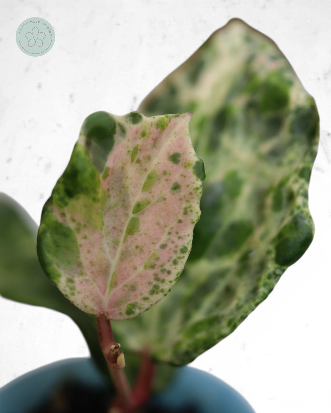 Hoya 'Candy'
