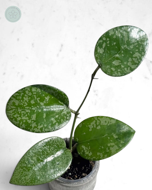 Hoya 'Cori'