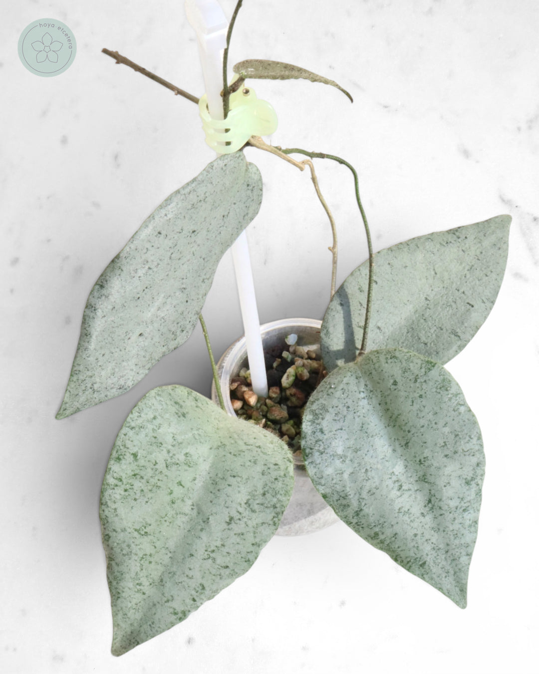 Hoya caudata 'Argene'