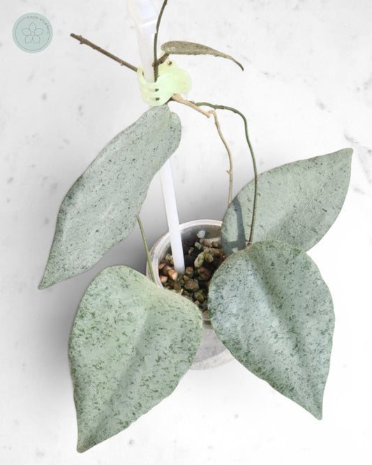 Hoya caudata 'Argene'