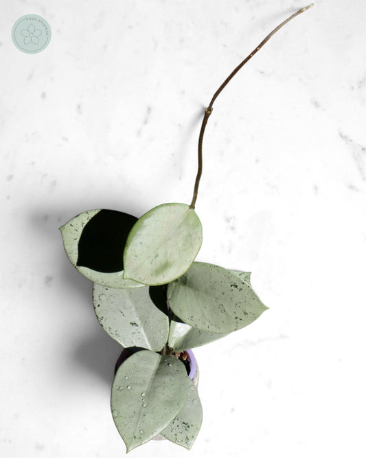 Hoya 'Stardust' (silver)