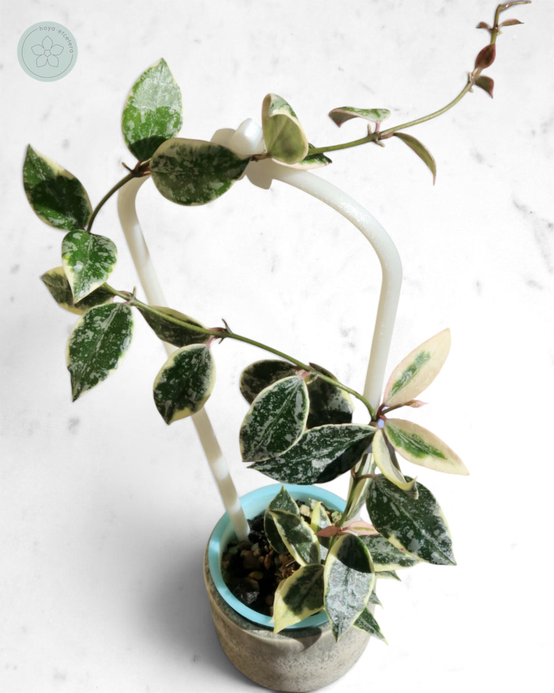 Hoya lacunosa 'Lumina'
