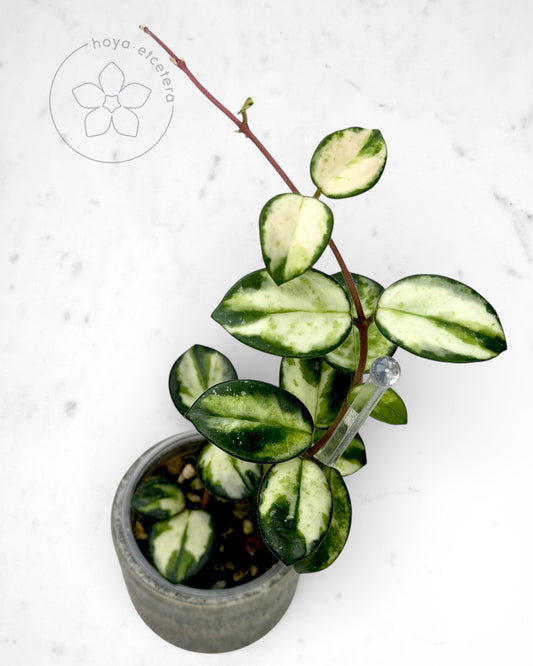 Hoya 'Mathilde' (variegated)
