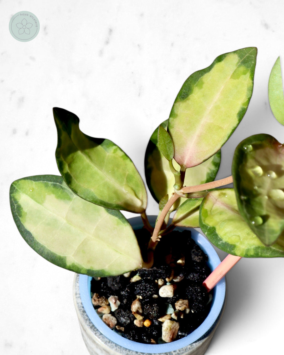 Hoya elliptica (variegated)