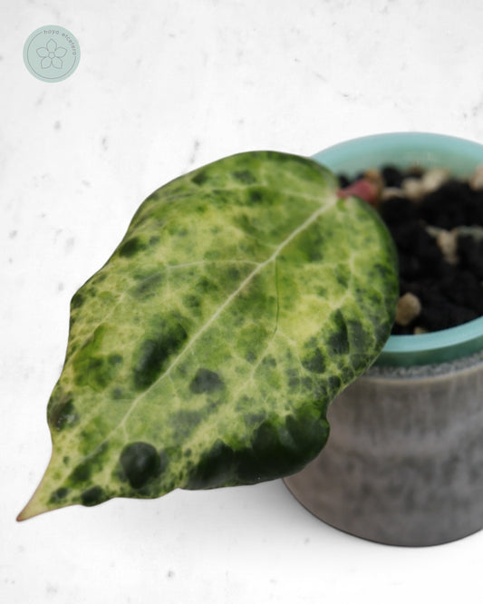 Hoya 'Candy'