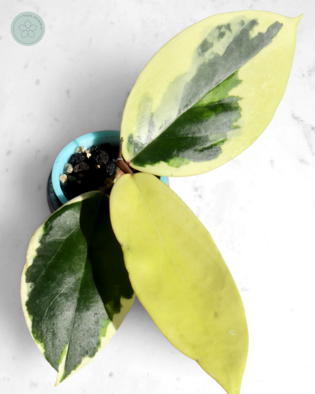 Hoya ilagiorum (albo)