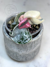 Load image into Gallery viewer, Hoya compacta 'Oblak' 🦄
