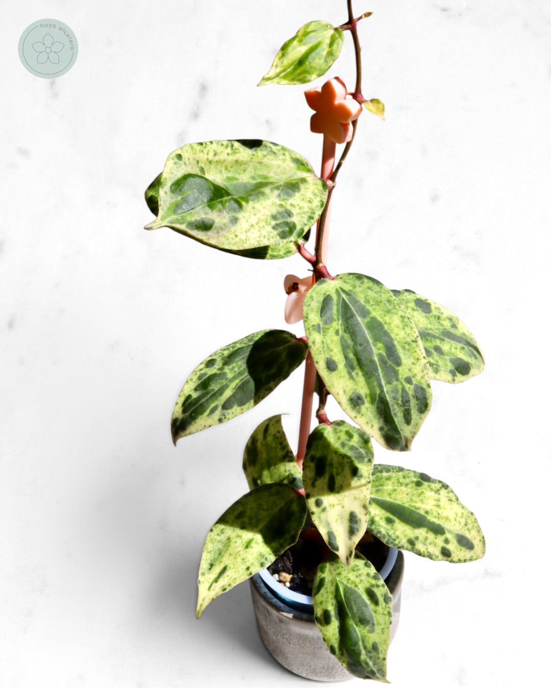Hoya 'Swiffer’s Nightmare'