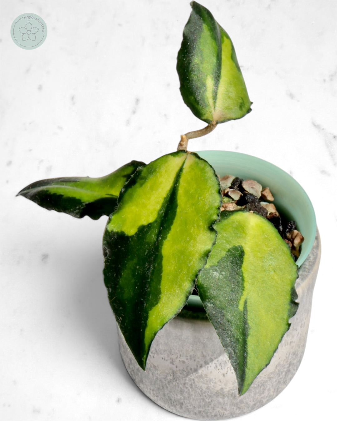 Hoya caudata (variegated)