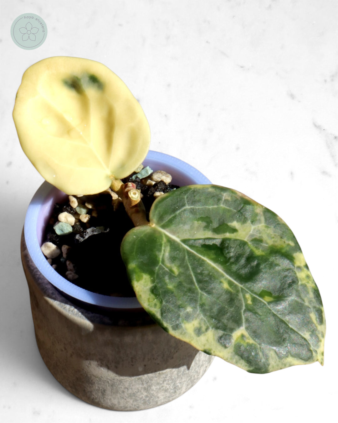 Hoya 'Candy'