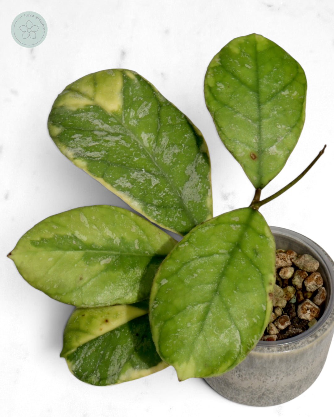 Hoya AH0001 (albo)