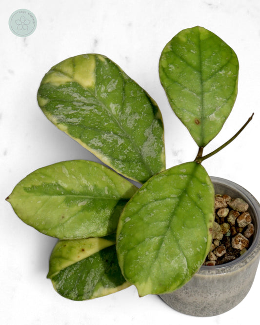 Hoya AH0001 (albo)